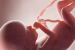 3d rendered medically accurate illustration of a human fetus - week 20