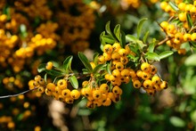 Bush With Yellow Fruits Of Plant Pyracantha Coccinea, Commonly Known As Scarlet Firethorn.