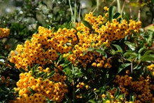 Bush With Yellow Fruits Of Plant Pyracantha Coccinea, Commonly Known As Scarlet Firethorn.