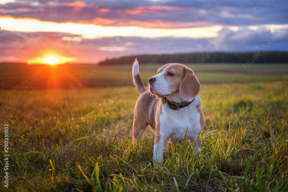 Portrait of a beagle dog on a background of a beautiful sunset sky. beagle while walking in nature - obrazy, fototapety, plakaty 