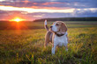 Portrait of a beagle dog on a background of a beautiful sunset sky. beagle while walking in nature