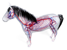 3d Rendered Anatomy Of The Equine Anatomy  - The Vascular System