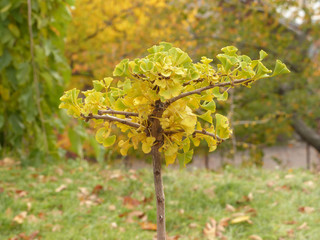 Wall Mural - young ginkgo biloba tree in the fall