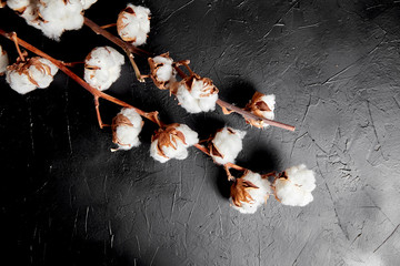 Wall Mural - Cotton plant. Branches of white fluffy cotton flowers on dark black stone background. Organic material used in the manufacture of natural fabrics and other products