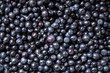 Wild bilberries texture  background. Fresh dark blue berries