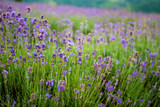 Fototapeta Lawenda - Lavender Fields