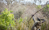 zabe hunter in a african bush