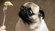 Funny portrait of a surprised and hungry pug, girl teases a dog with food, hypnotizes moving food in front of the muzzle, pug want to eat