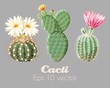 Vector illustration set of high detailed cacti