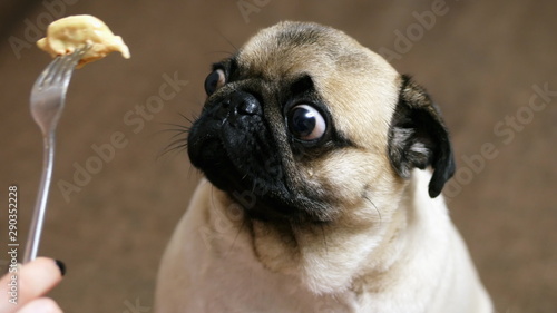 Fotografía Funny portrait of a surprised and hungry pug, girl teases a dog with food, hypno
