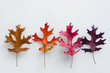 © Gillian Vann/Stocksy - 4 different coloured autumn leaves