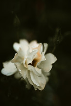 White Flower With Rain
