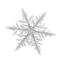 Snowflake isolated on white background. Macro photo of real snow crystal: elegant stellar dendrite with glossy surface, fine hexagonal symmetry, complex inner structure and six flat, fragile arms.