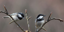 Two Coal Tits Sit On The Branches On A Blurred Grey Background..