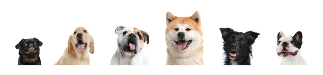 Set of adorable dogs on white background