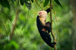 Black monkey sitting on tree branch in the dark tropic forest. White-headed Capuchin, little monkey from rainforest. Wildlife scene with wild animal from Costa Rica.