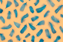 Blue Feathers On Peach Color Surface