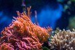 tropical orange and pink corals underwater in blue light