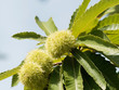 Sweet chestnut or castanea sativa with fruits in their husks with spiny cupules