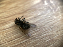 Dead Fly Lies Upside Down On A Wooden Table