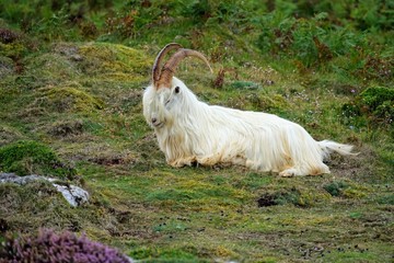 Wall Mural - Kashmiri Ram in a Green Pasture - Wales UK