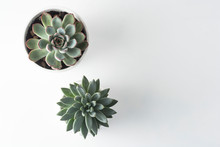 Top View Of Potted Succulent Plants Set Of Three Various Types Of Echeveria Succulents.