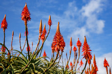Blooming Aloe Flowers With Blue Sky Background.