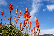 Blooming Aloe Flowers With Blue Sky Background.
