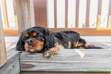 A Beautiful Dog Is Relaxed, Comfortable, And Falling Asleep Under A Wooden Bench Outdoors On A Deck In Summer. Cavalier King Charles Spaniel Breed, Black And Tan.