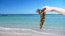 Woman Holding Sargassum Seaweed On Tropical Beach. Caribbean Ecology Problem
