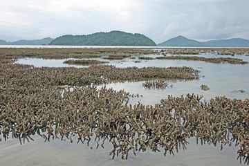 Wall Mural - Field of staghorn coral reef. Fringing reef growing along the island of Phuket Thailand. Selective focus.