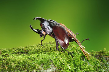 Wall Mural - The Siamese rhinoceros beetle (Xylotrupes gideon) or fighting beetle, It is particularly known for its role in insect fighting in Thailand. New trend of Awesome pets / Popular exotic pets from Asia.