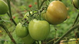 Fototapeta Kuchnia - Fresh tomatoes from trees in Thailand vegetable garden