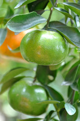 Poster - Green tangerines