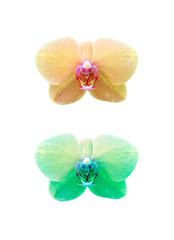 Sticker - Orchid