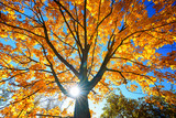 Fototapeta Nowy Jork - Sunny autumn golden maple tree over blue sky