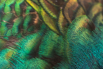 Wall Mural - Closeup peacock feathers for beautiful background