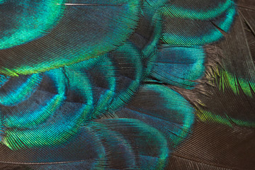 Wall Mural - Closeup peacock feathers for beautiful background