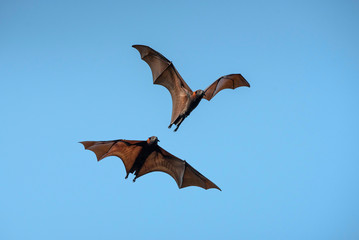 Wall Mural - Bats flying on blue sky background