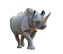 Black Rhinoceros On White Background