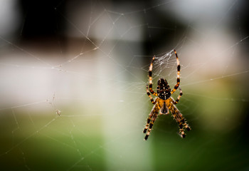 spider on web