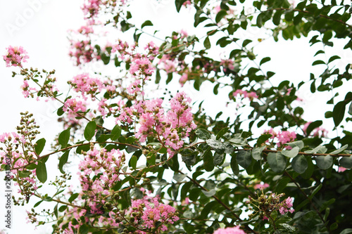 ピンクの樹木の花 サルスベリ Stock Photo Adobe Stock