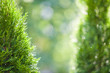 Closeup of green christmas leaves of thuja tree on green bokeh background. Twig of occidentalis  evergreen coniferous bush, also known as Chinese thuja.