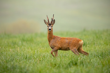 roe deer, capreolus capreolus, buck watching alerted with front leg lifted in the air. shy wild anim