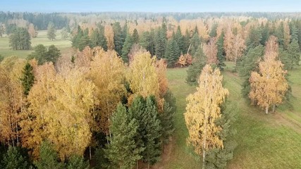 Wall Mural - Aerial view of autumn forest. Fall landscape with red, yellow and green trees and fields with a mowed grass in sunny day