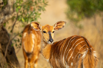 Wall Mural - Female nyala in the late afternoon light.