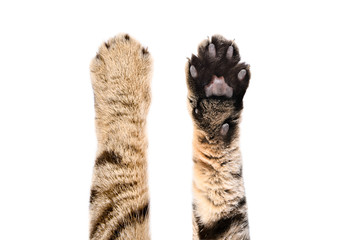 Paws of a cat Scottish Straight, top and bottom view, isolated on white background