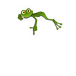 Illustration Green Frog on a White Background