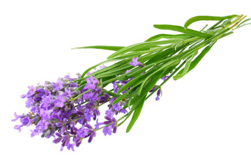 Wall Mural - lavender flowers isolated on white background. bunch of lavender flowers.