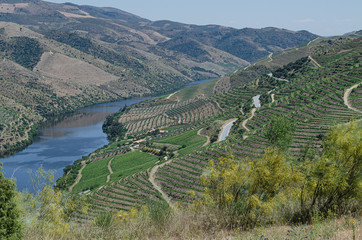 Wall Mural - Panorámica del Rio Douro desde el Museo Arqueológico de Foz Côa. Portugal.